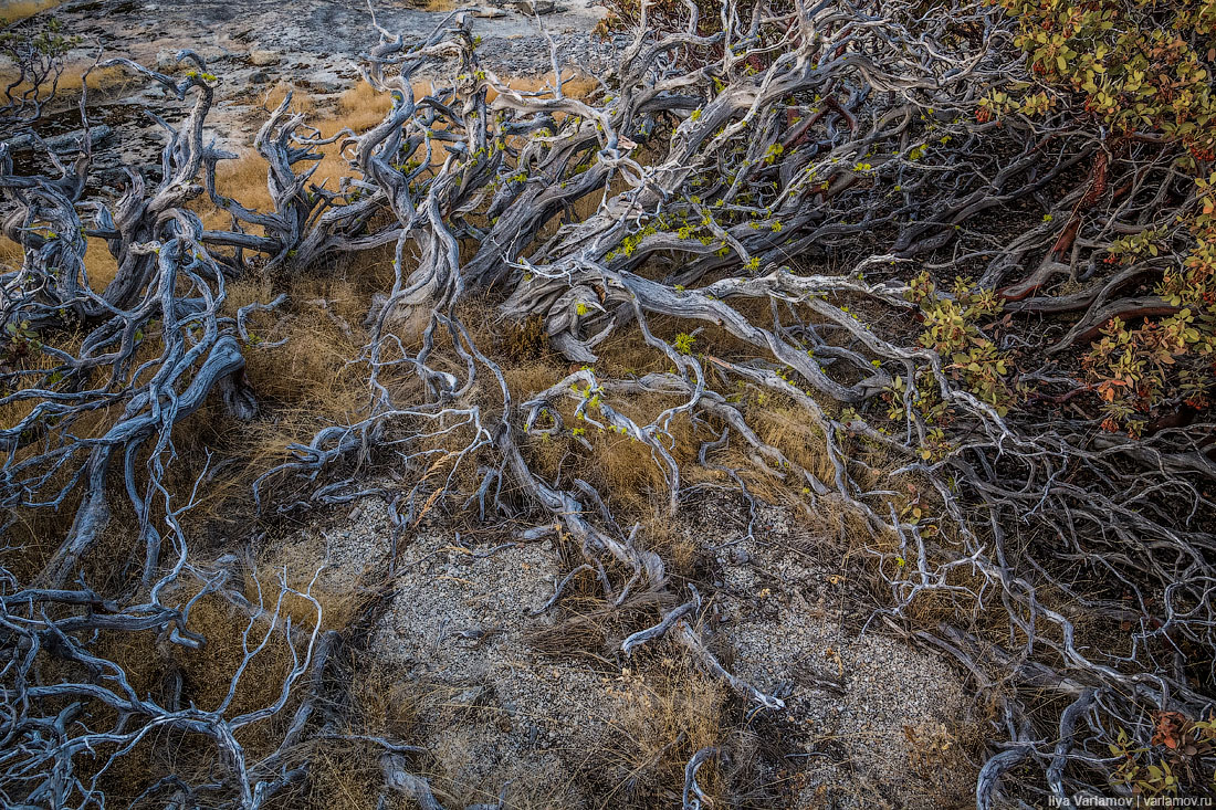 1100x733, 502 Kb / коряги, мох, трава