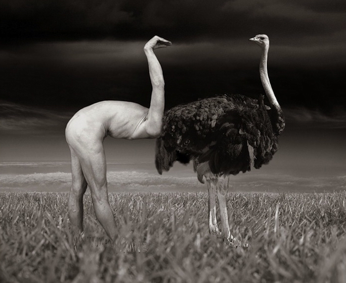 700x571, 213 Kb / поле, страус, мужчина, тучи