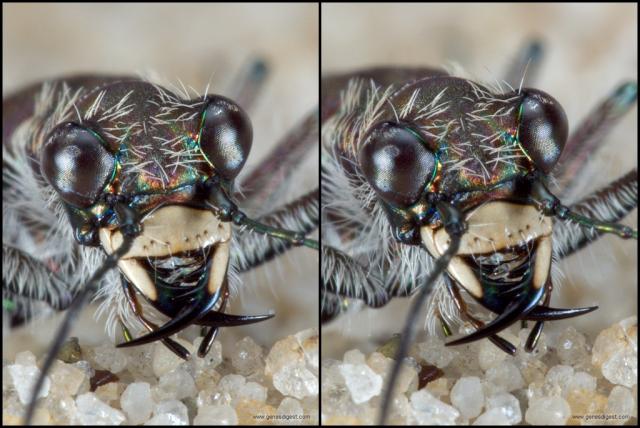 640x428, 51 Kb / стерео, фото, насекомое