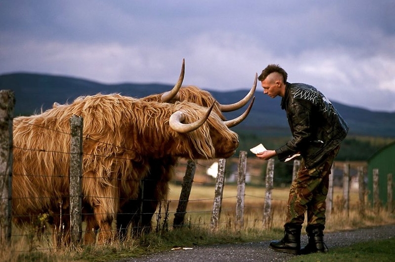 799x531, 294 Kb / панк, ирокез, яки