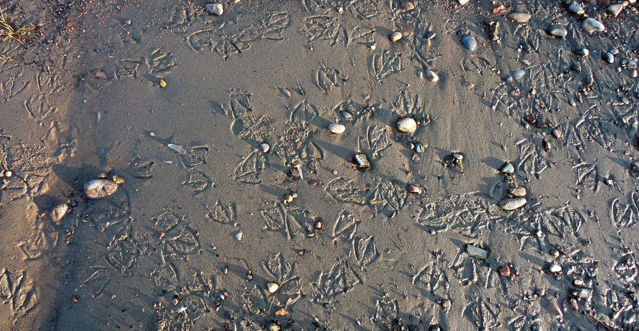 1280x663, 327 Kb / песок, камни, следы