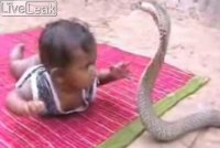 200x134, 7 Kb / ребенок, кобра