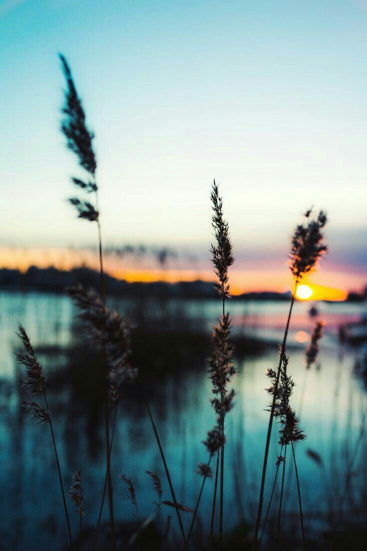 736x1104, 68 Kb / вода, природа, солнце