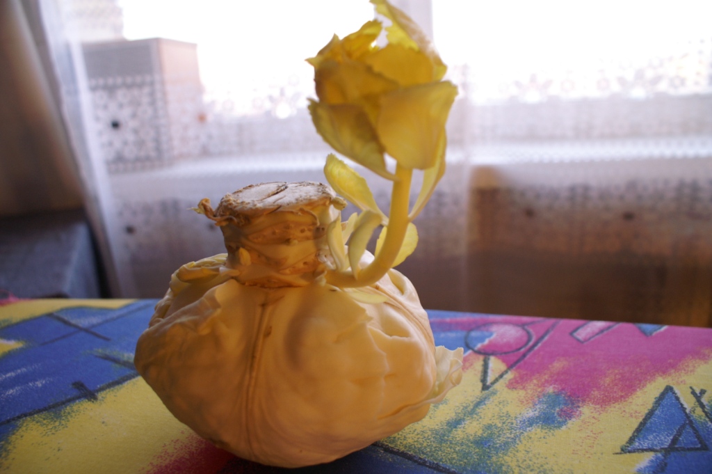 1024x681, 211 Kb / капуста