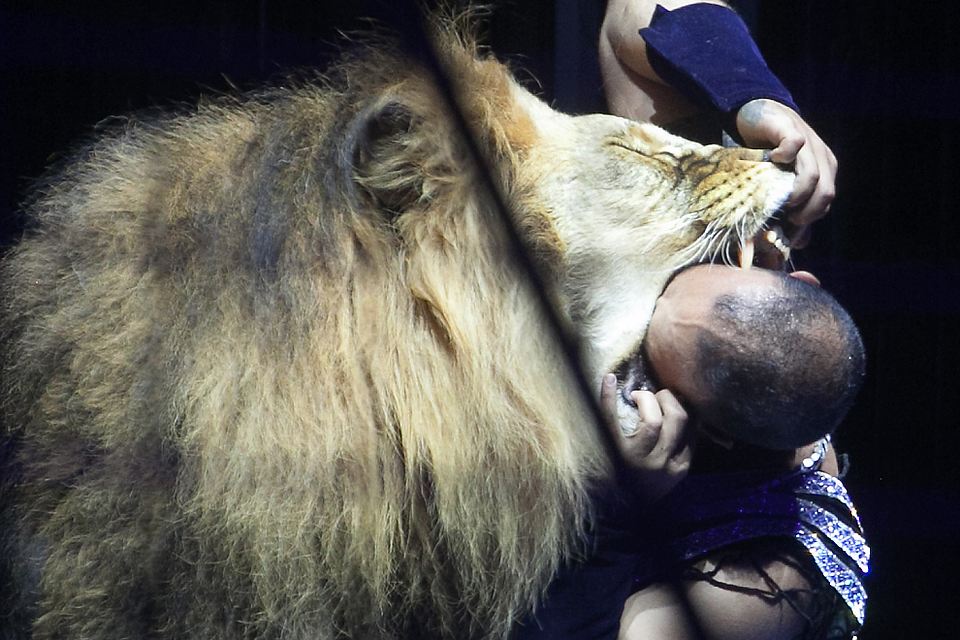 960x640, 115 Kb / лев, дрессировщик, пасть