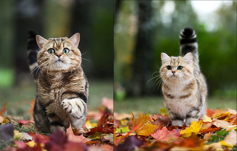 959x611, 485 Kb / кот, кошка, осень