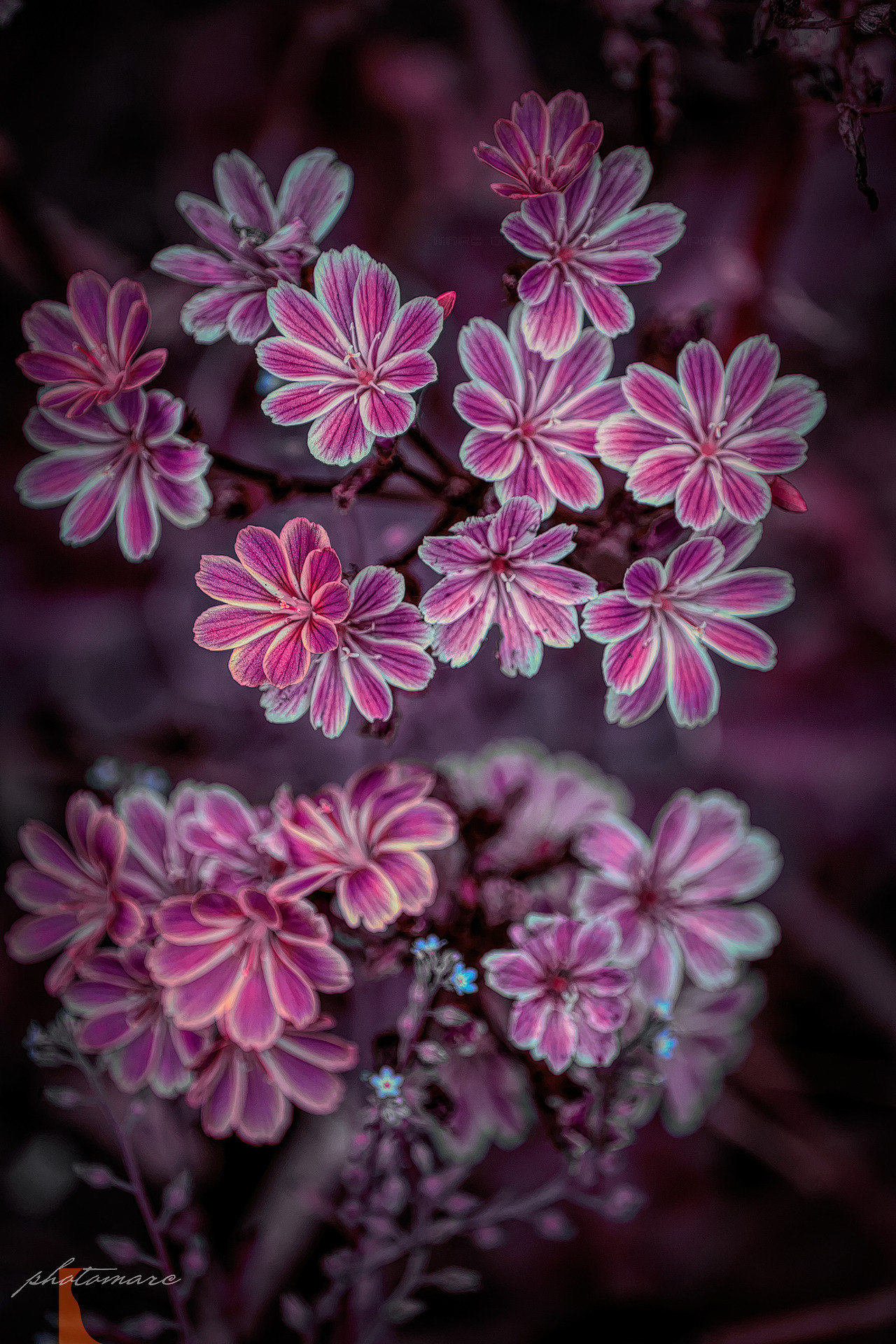 1280x1920, 637 Kb / цветы