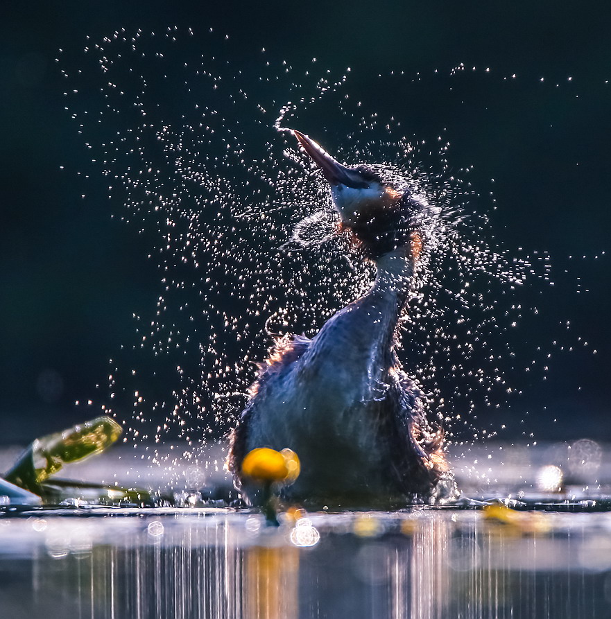 881x893, 267 Kb / Птица, брызги, кувшинки