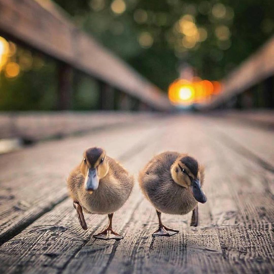 1080x1080, 100 Kb / утки, доски, утята