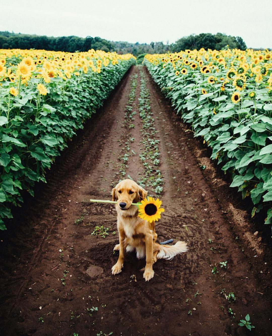 1080x1333, 189 Kb / поле, подсолнухи, собака