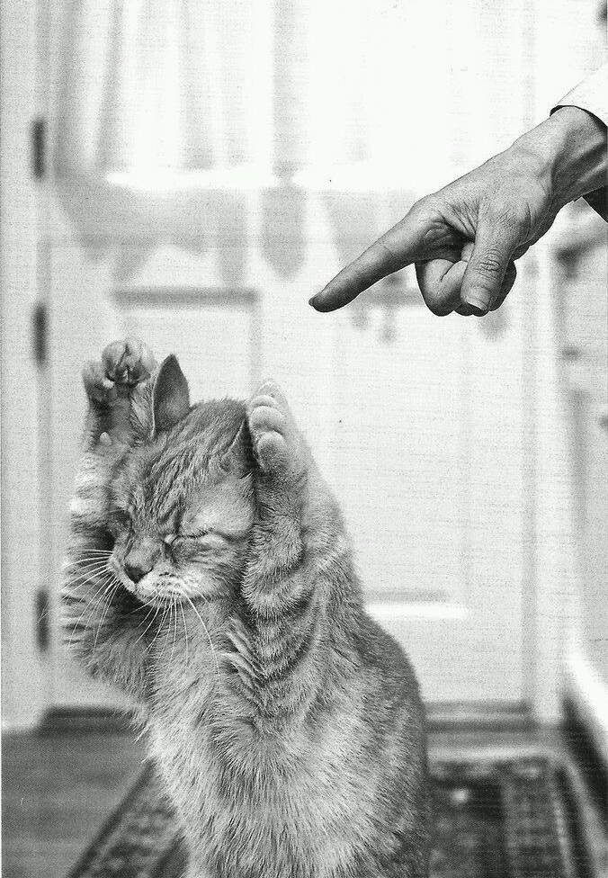 676x976, 299 Kb / кот, закрывает, лапы, уши, рука, палец,, дверь, ковер, ч/б