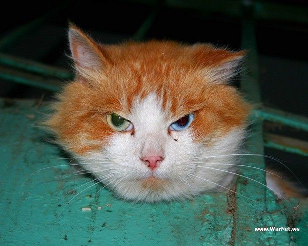 614x491, 53 Kb / кот