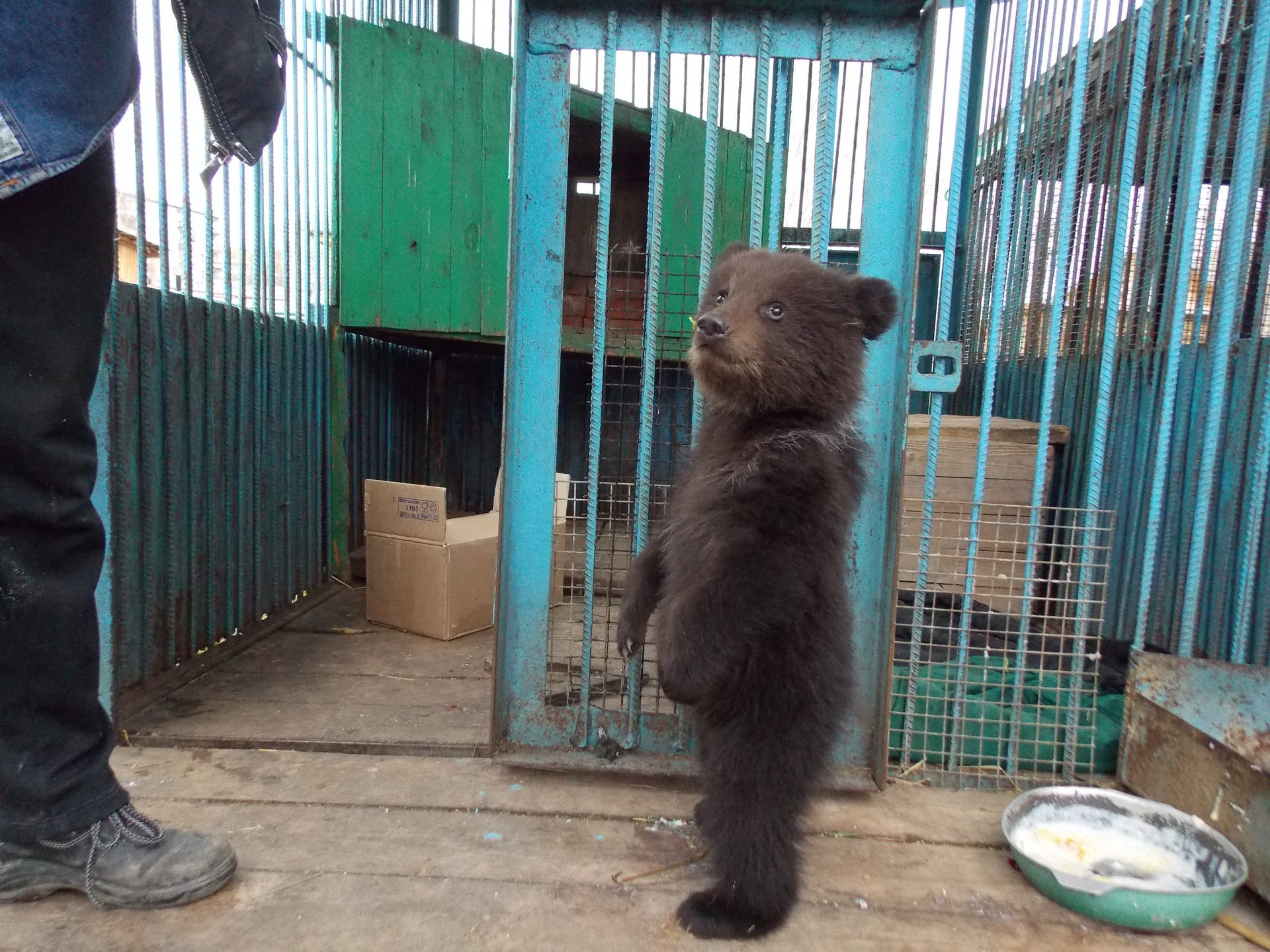 1920x1440, 620 Kb / медвежонок, миска, клетка