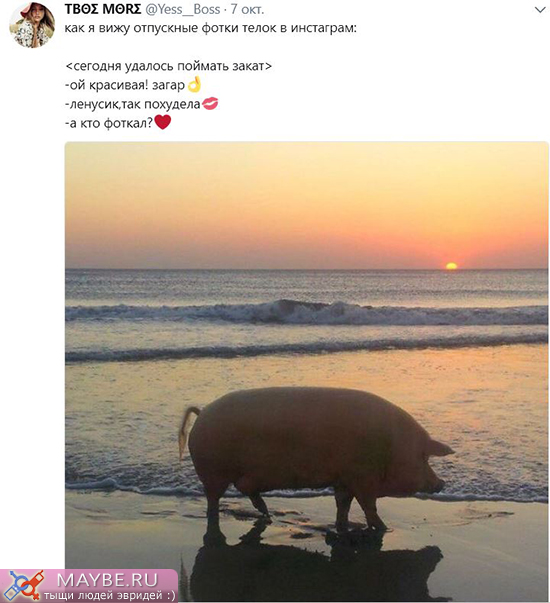 550x603, 193 Kb / свинья, закат, инстаграм