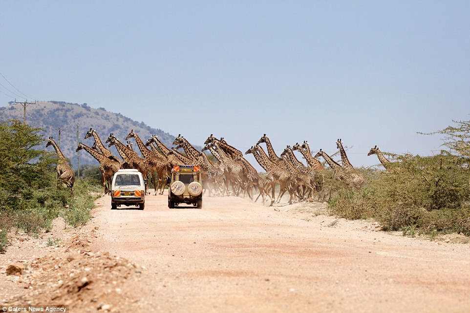 962x641, 130 Kb / жирафы, дорога