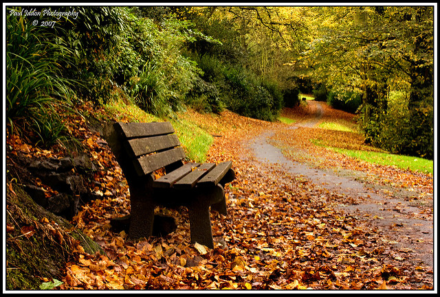 640x433, 248 Kb / парк, лес, тропинка, лавочка