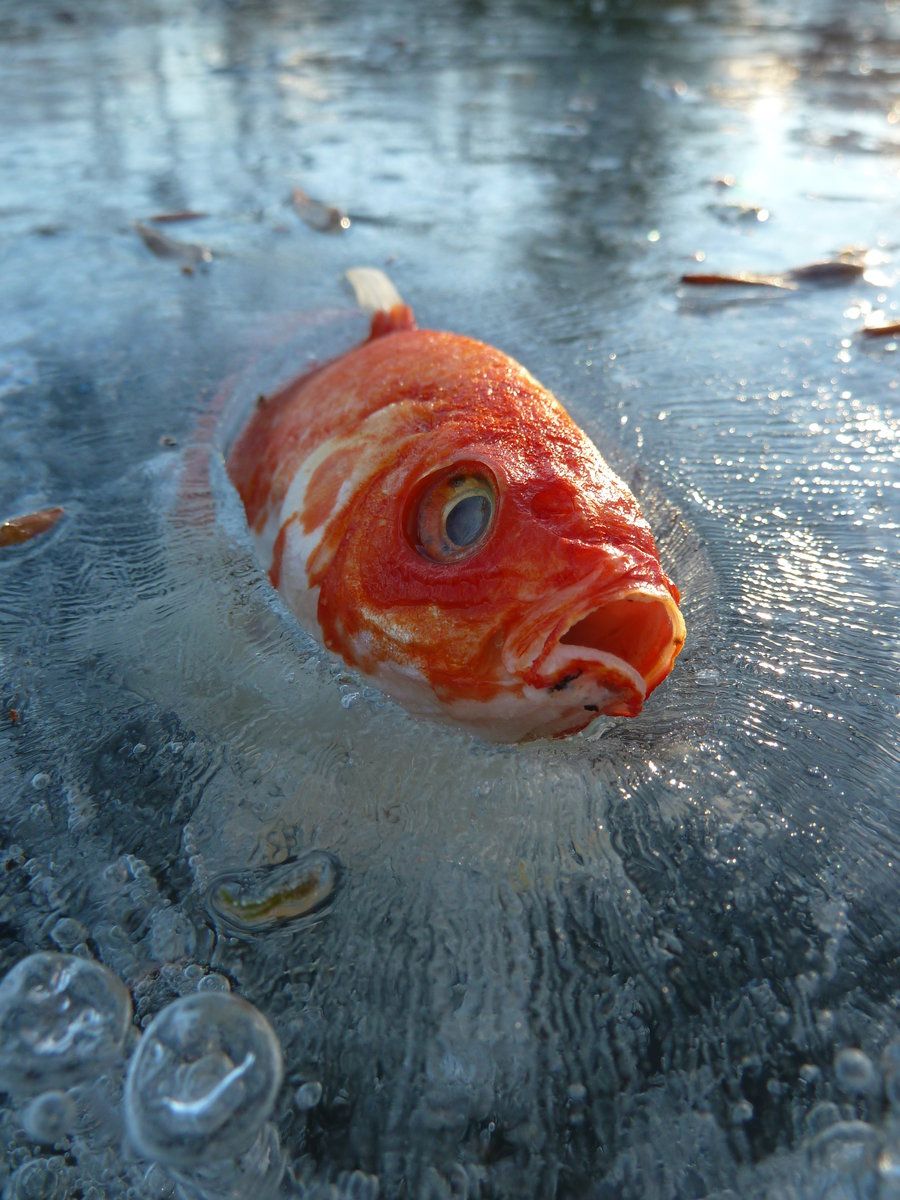 900x1200, 215 Kb / рыба, лед