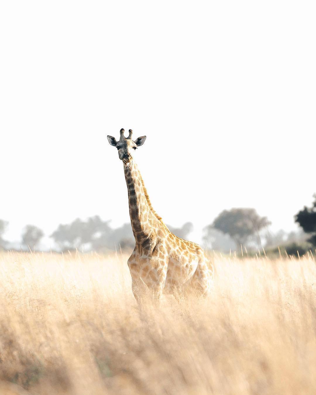 1080x1350, 77 Kb / жираф