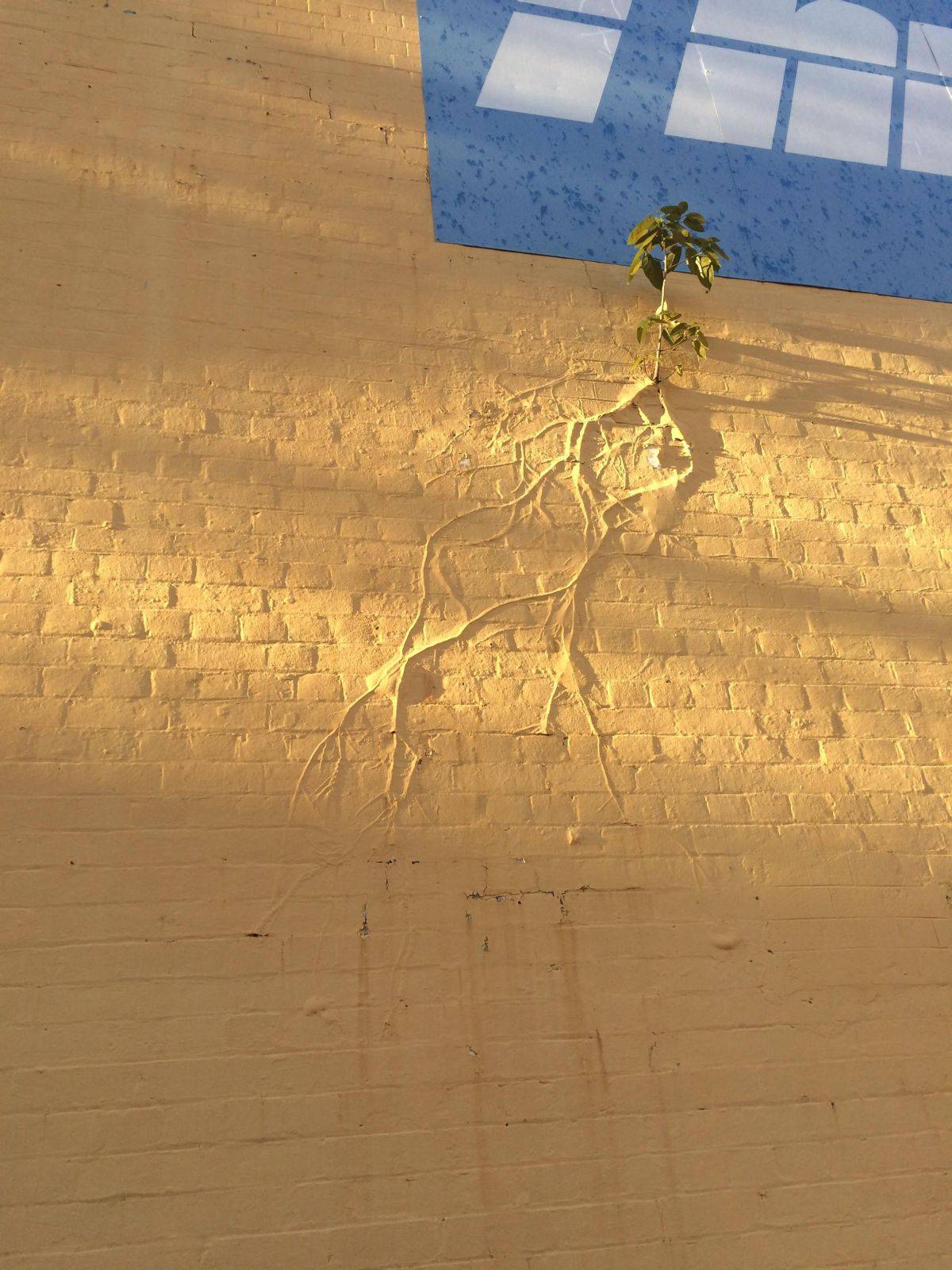 1200x1600, 217 Kb / стена, росток, корень, жёлтый