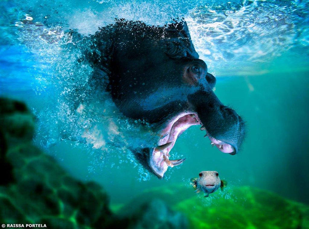 1024x759, 152 Kb / Бегемот, рыба, охота