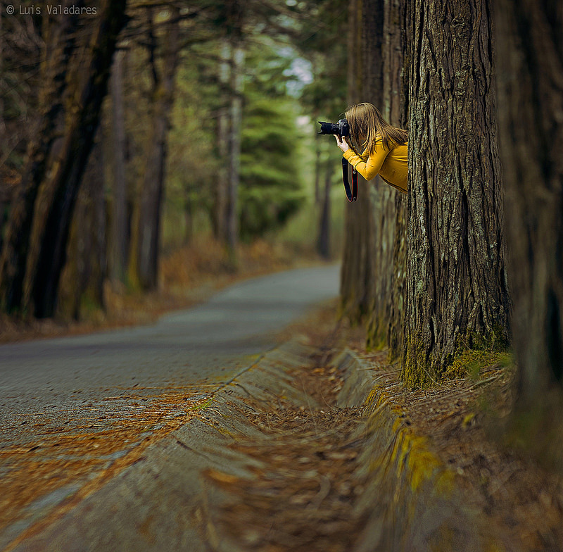 800x784, 253 Kb / лес, осень, дорога, фотограф