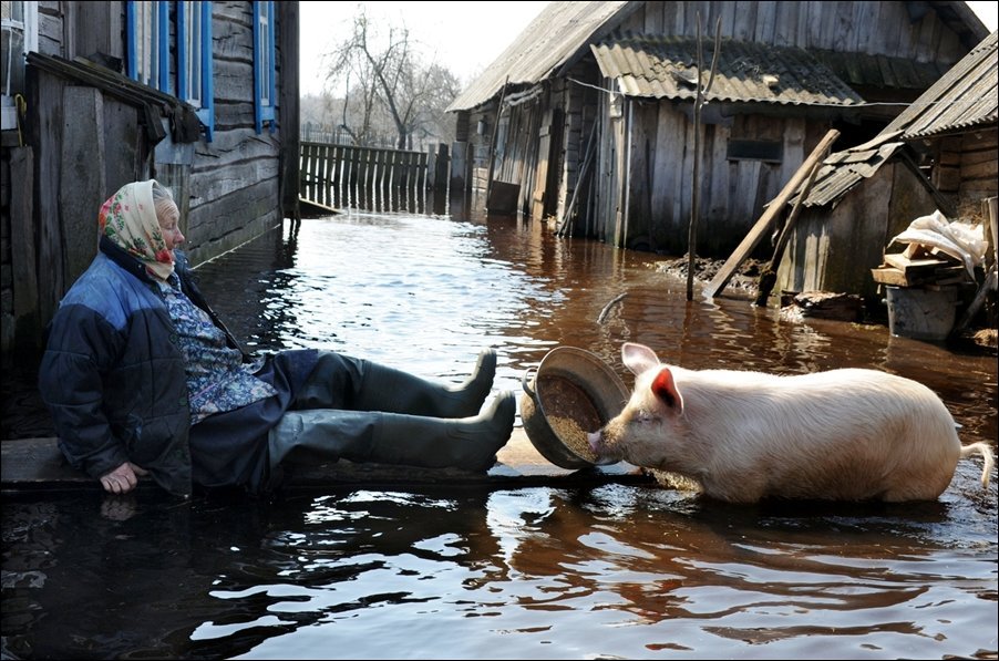 902x597, 146 Kb / свинья, таз, бабка, наводнение