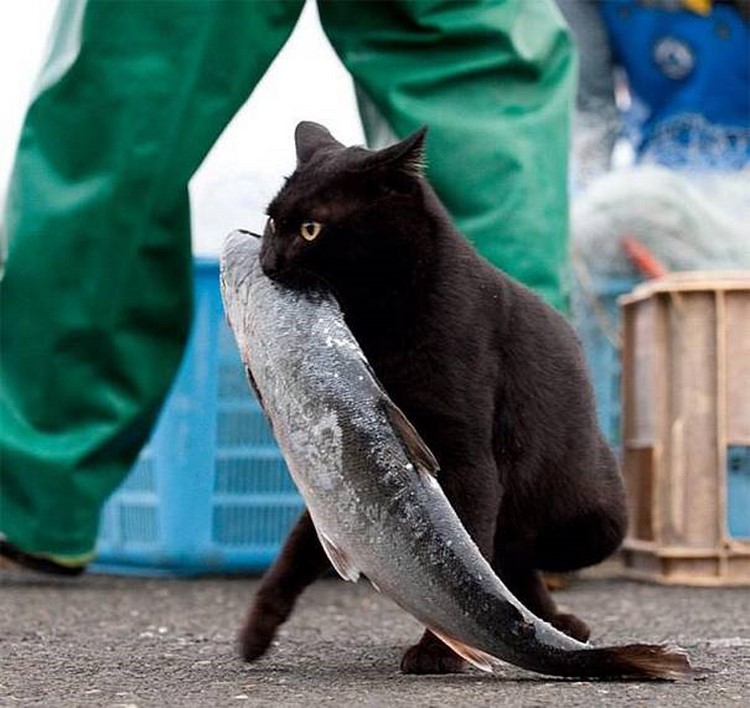 750x708, 109 Kb / рыба, чёрный, кот, воришка
