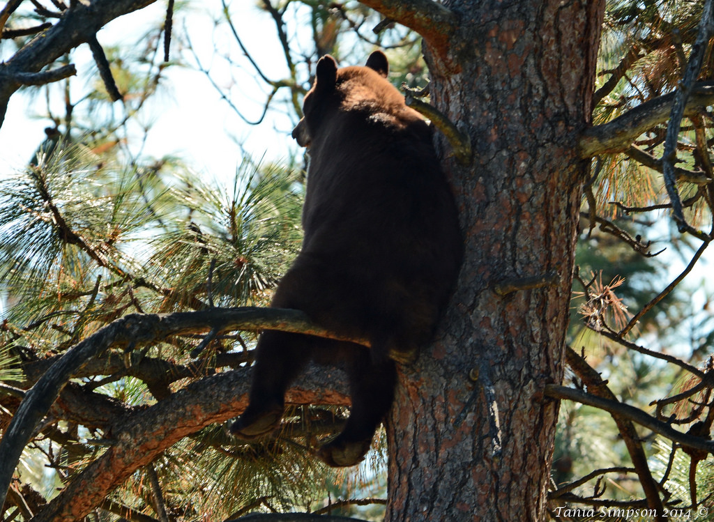 1024x749, 383 Kb / медведь, сук, сосна