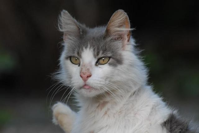 640x428, 30 Kb / кот