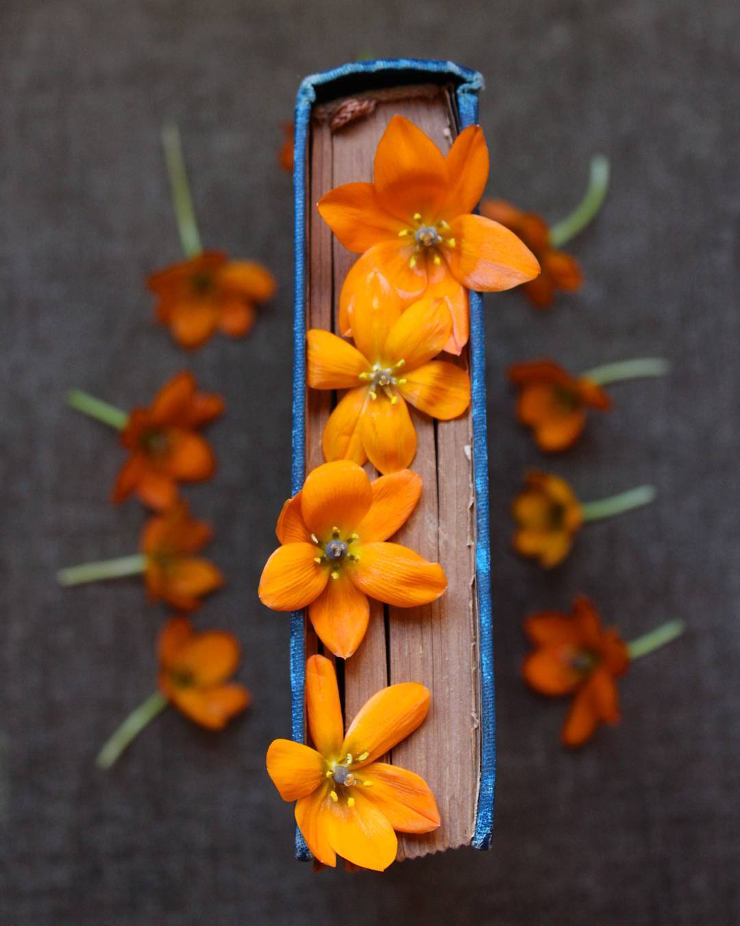 1080x1350, 100 Kb / цветы, книга