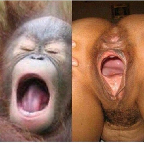 500x499, 45 Kb / обезьяна, рот, вагина