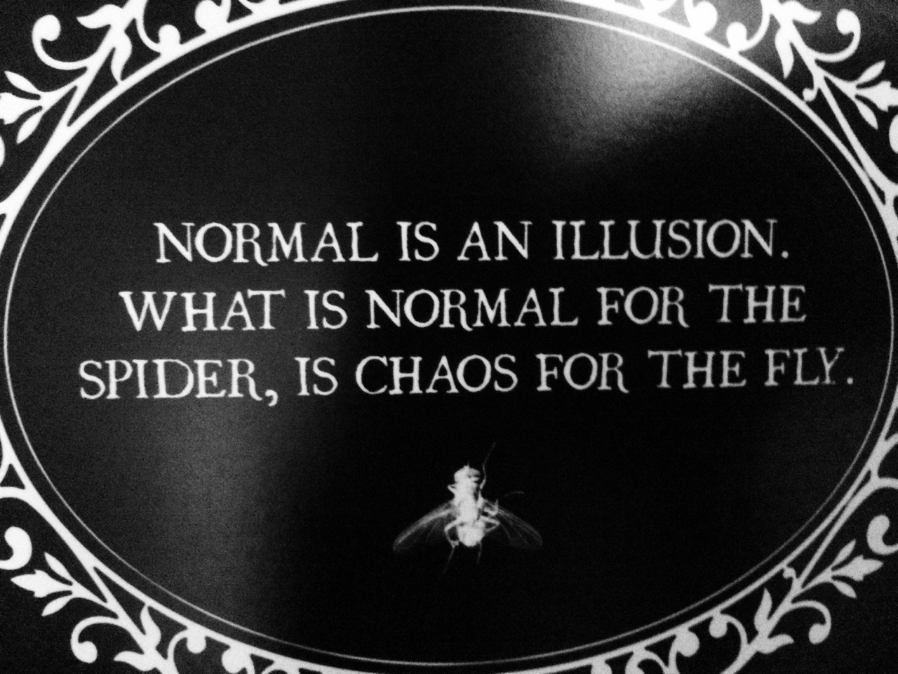 1280x960, 319 Kb / паук, муха, иллюзия, хаос