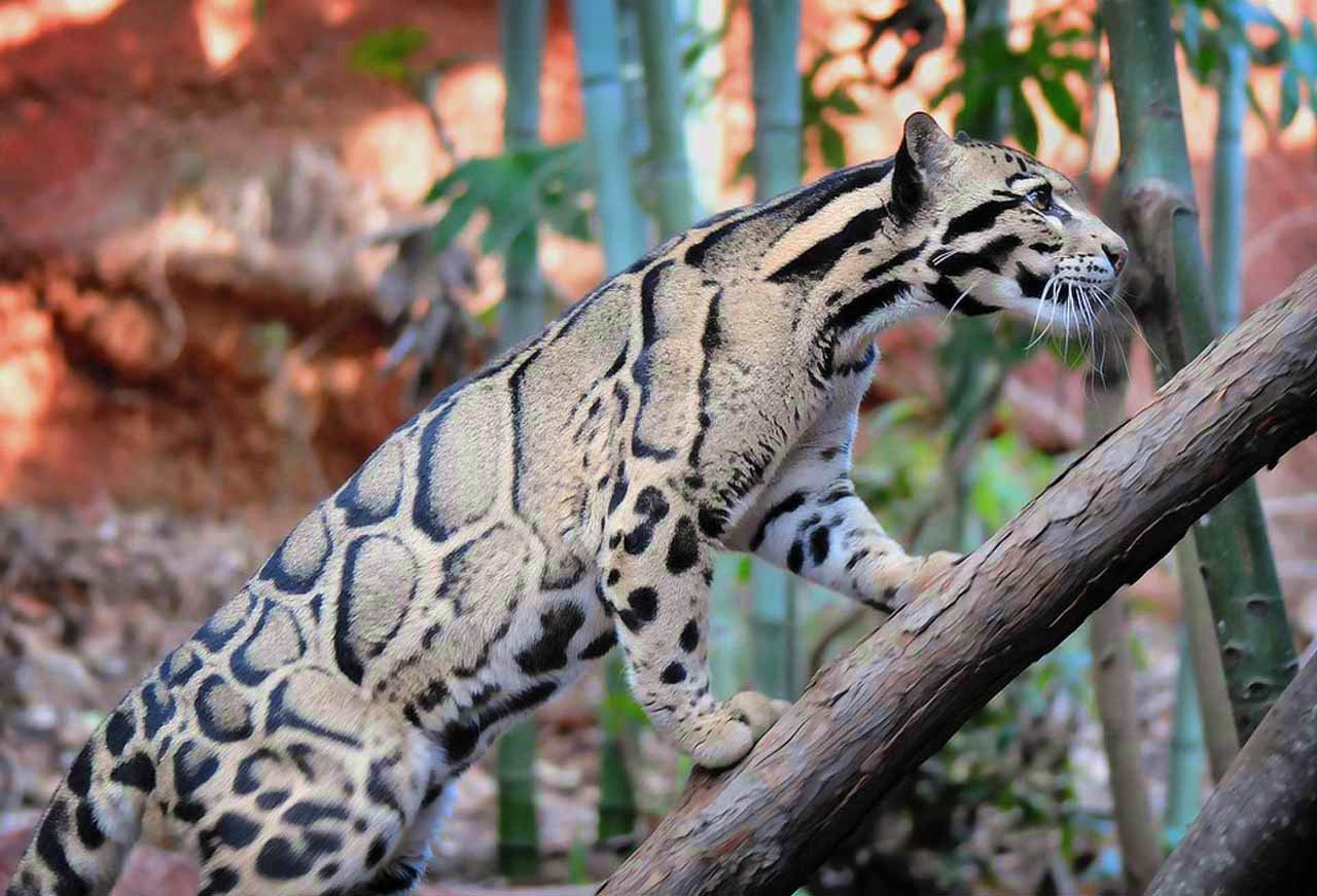 1280x871, 155 Kb / дымчатый леопард