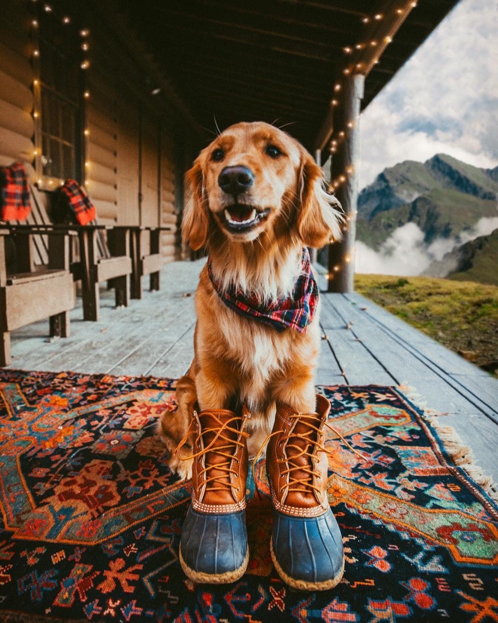 1024x1280, 407 Kb / спаниель, собака, сапоги, платок, горы