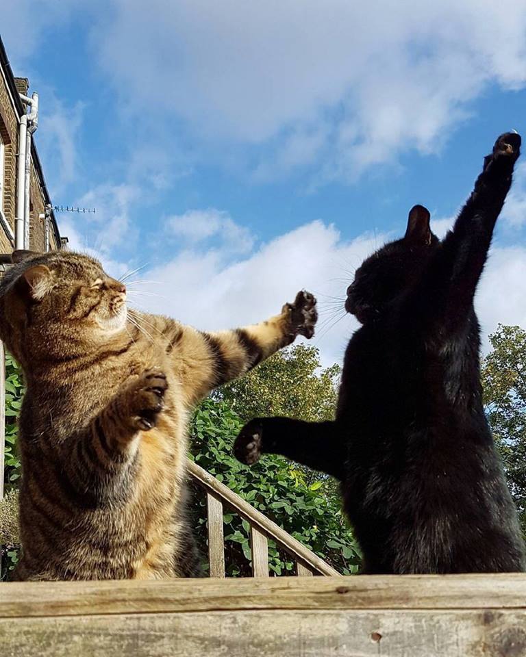 768x960, 103 Kb / коты, драка, махач