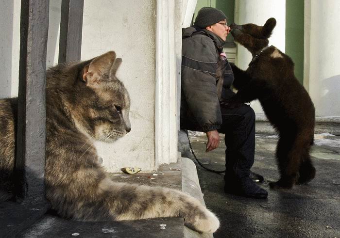 700x491, 60 Kb / кот, медвед