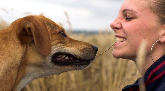 640x356, 43 Kb / собака, оскал, суки