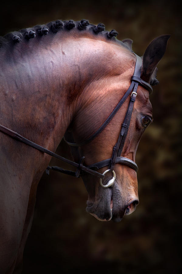 599x900, 61 Kb / лошадь, косички, заплели