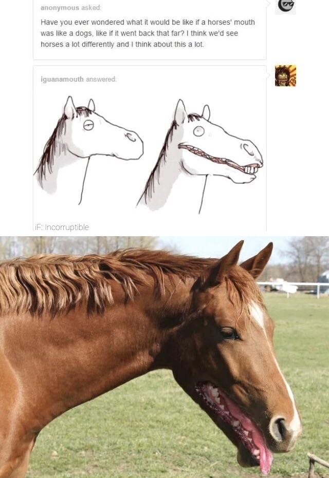 640x931, 70 Kb / лошадь, рот, пасть