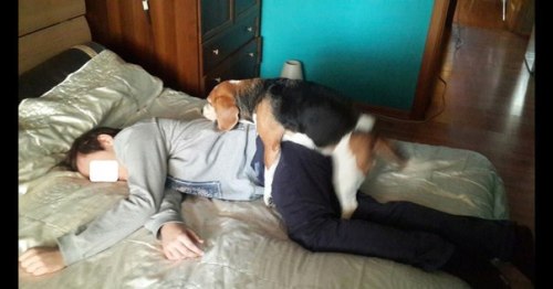 500x262, 27 Kb / мужик, собака