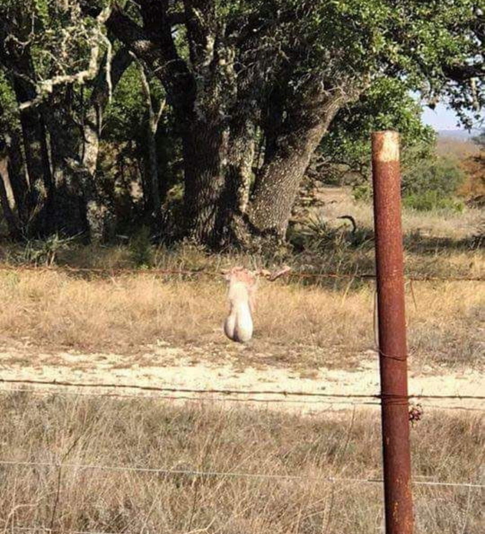 1000x1100, 346 Kb / яйца, проволока, колючая, колючка, столб, трава, потерял