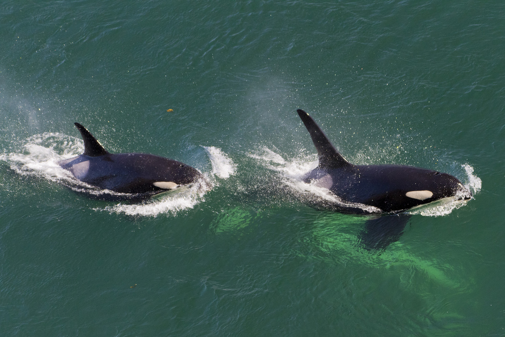 1024x683, 356 Kb / косатки