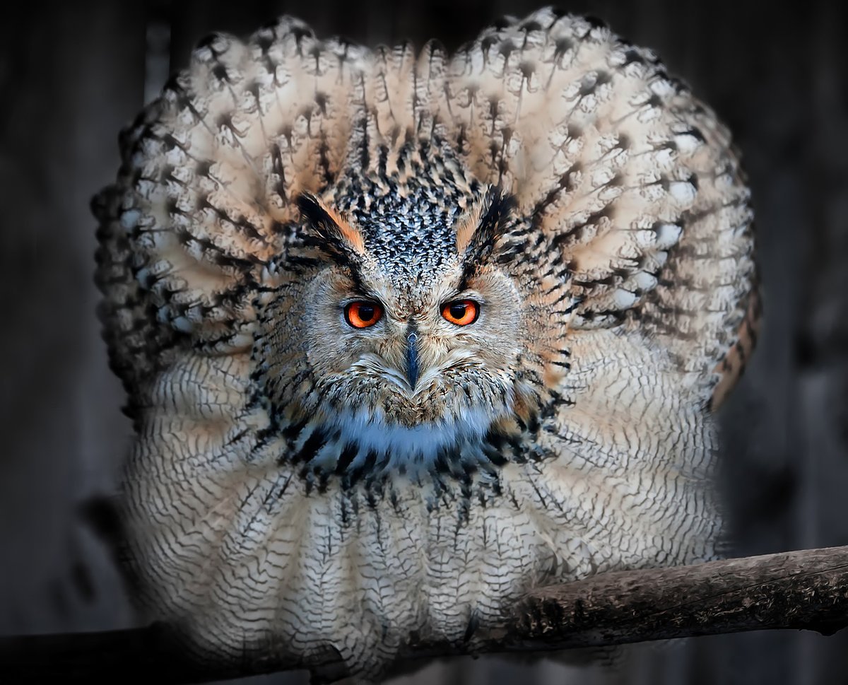 1200x969, 214 Kb / сова, филин, сыч, птица