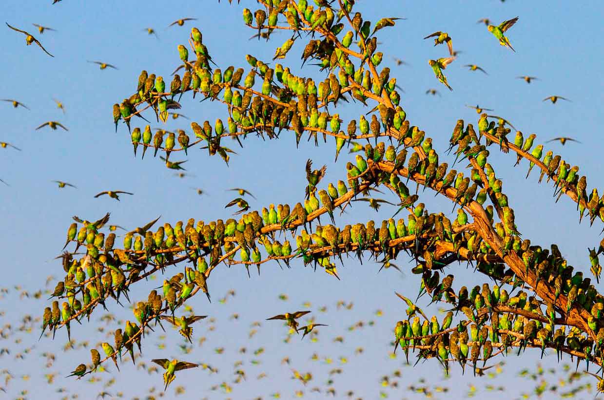 1239x821, 108 Kb / дерево, стая, попугаи, птицы