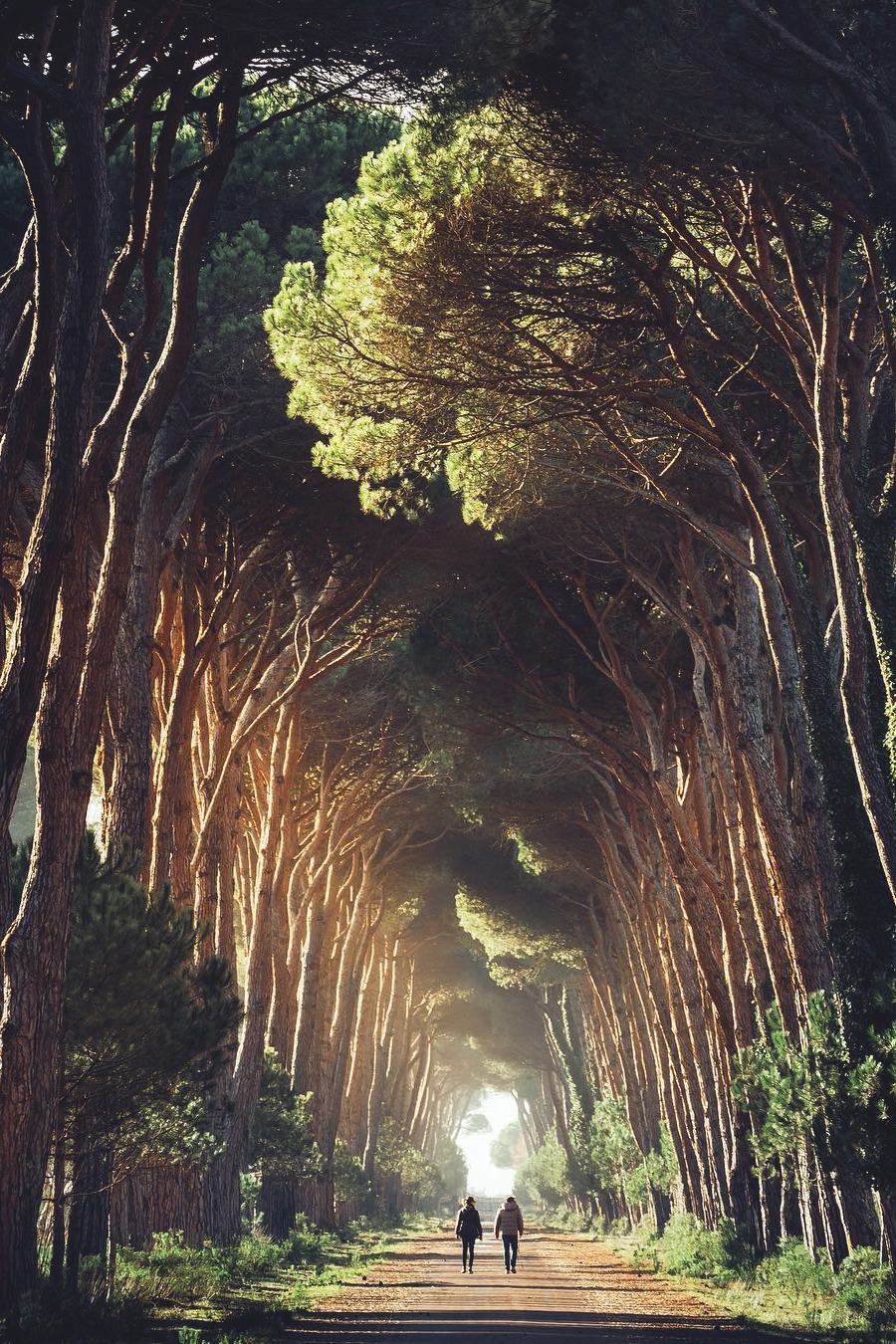 900x1350, 623 Kb / аллея, пара