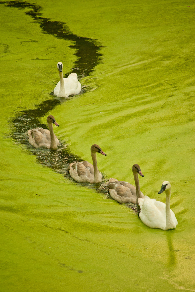 685x1024, 435 Kb / лебеди, ряска
