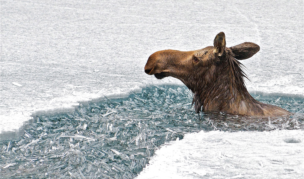 1000x588, 295 Kb / лось, лед, прорубь
