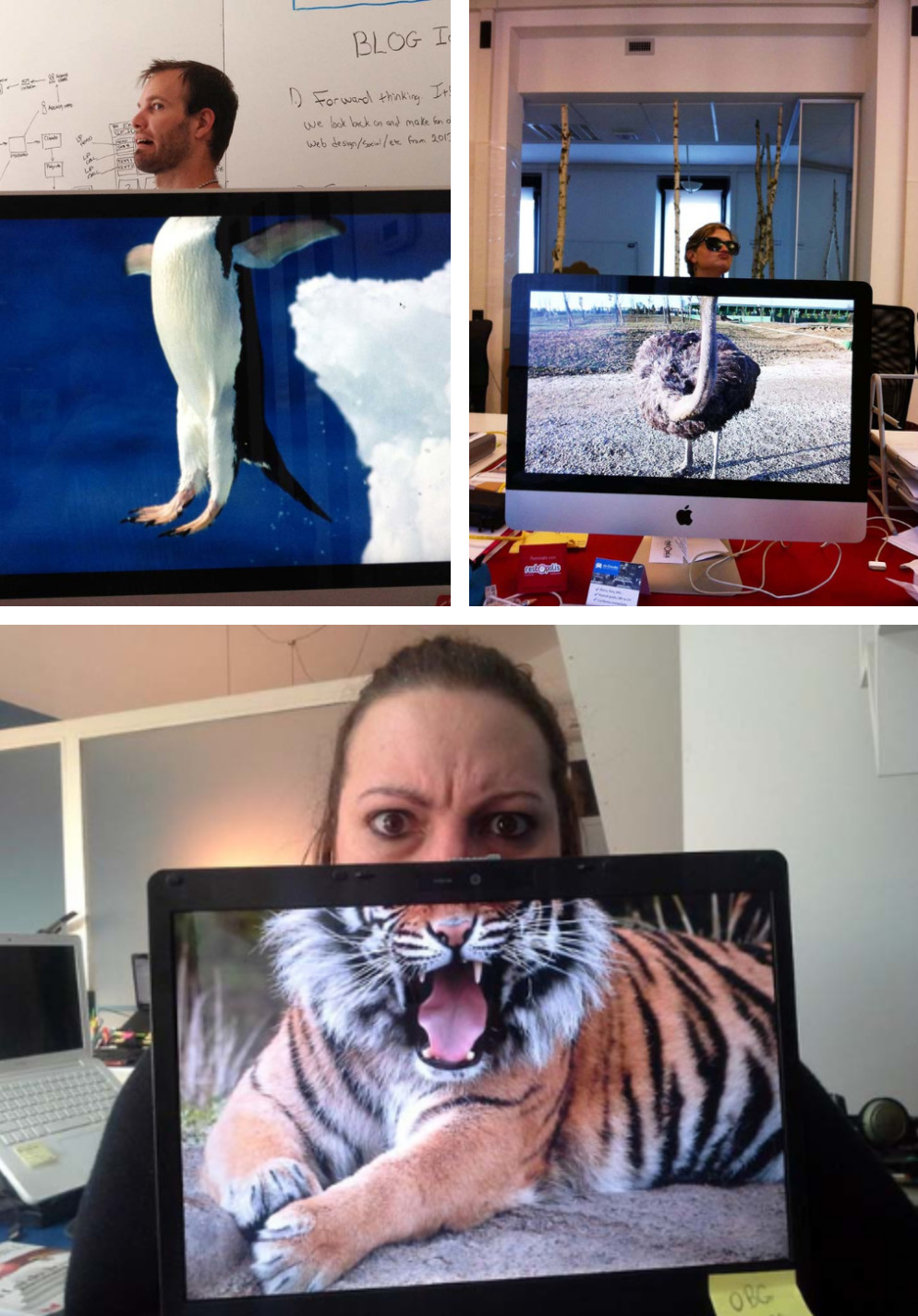 994x1424, 300 Kb / коллаж, тигр, страус, пингвин, голова, монитор