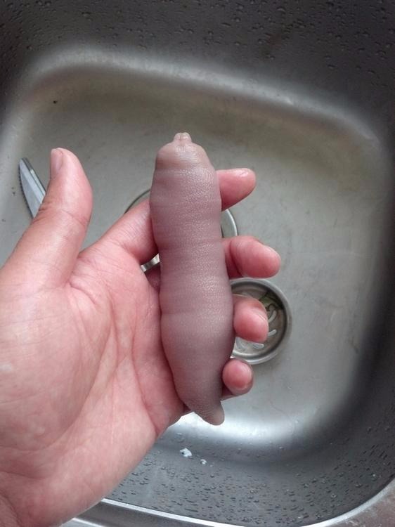 562x750, 51 Kb / рыба, пенис