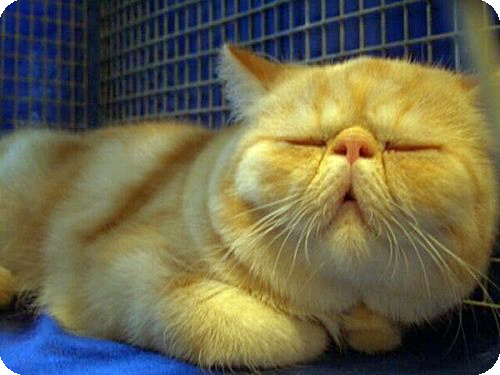 500x375, 115 Kb / кот